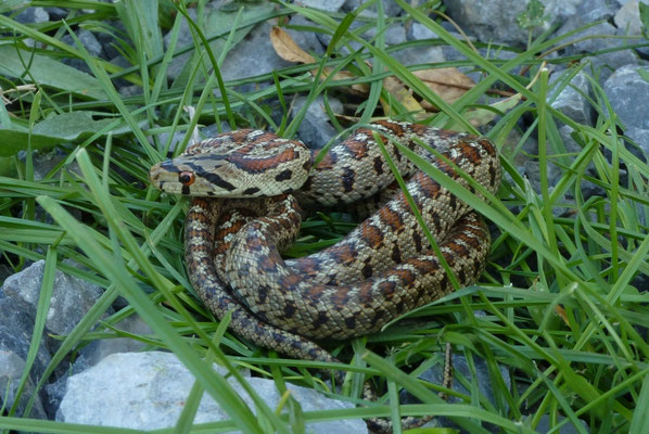 Zamenis situla