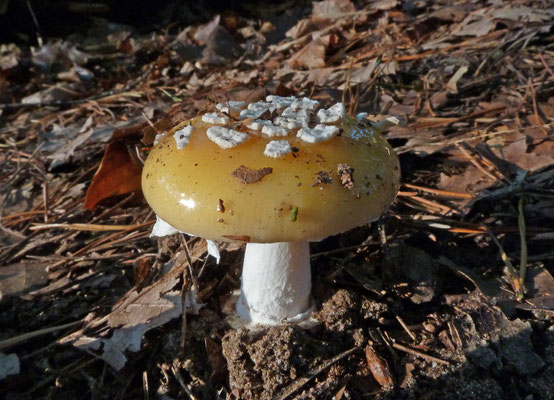 Amanita gemmata - Narcisamaniet