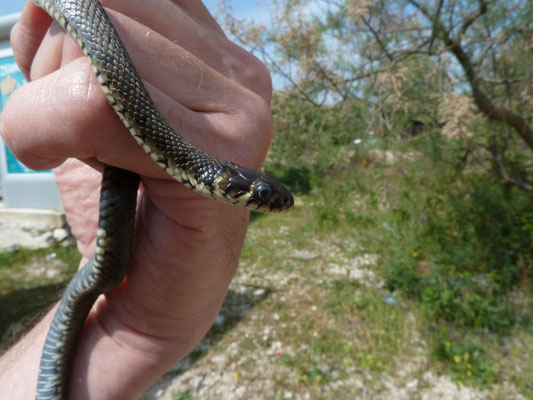 Natrix natrix natrix