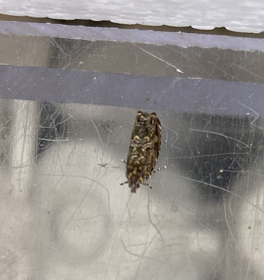 Enarmonia formosana - Schorsboorder