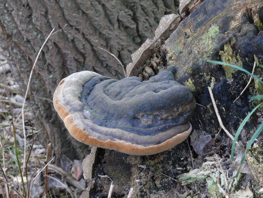 Phellinus ignarius - Echte vuurzwam