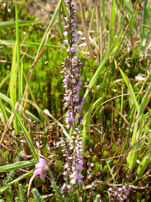 Calluna vulgaris - Struikheide