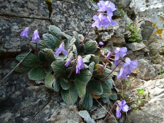Janckaea heidreichii, endeem op Mount Olympos