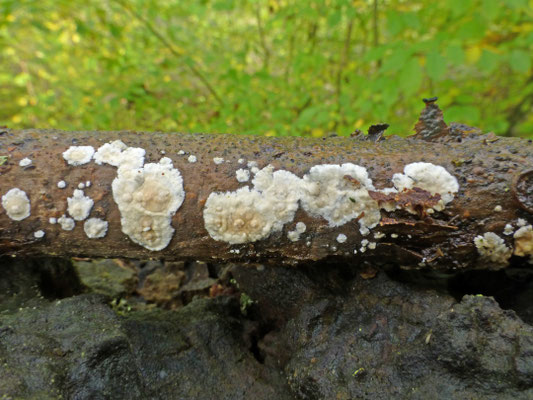 Meruliopsis corium - Papierzwammetje