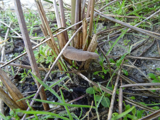 Hohenbuehelia culmicola - Helmharpoenzwam