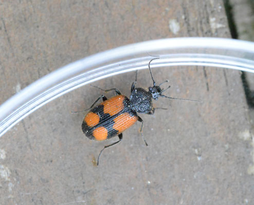 Panagaeus cruxmajor - Kruissmalkop