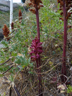 Orobanche foetida - Stinkende bremraap