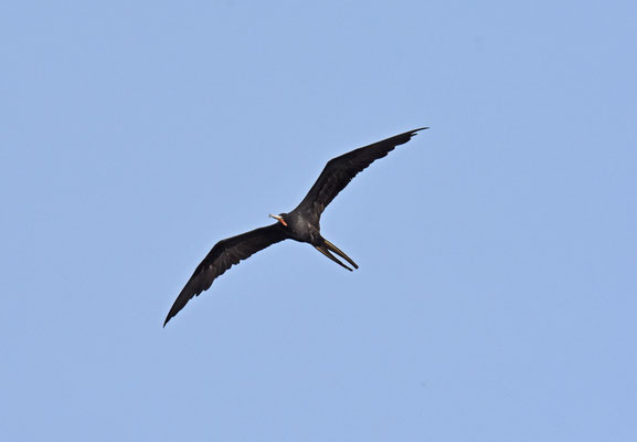 Amerikaanse Fregatvogel