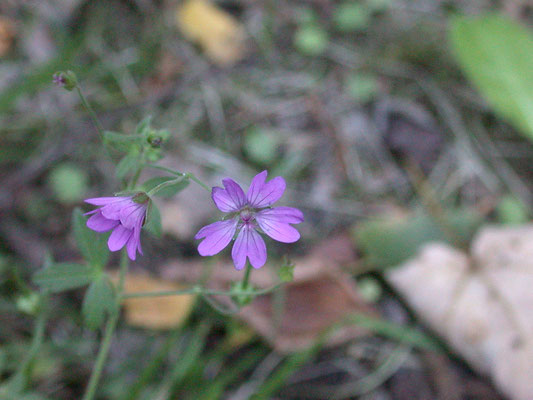 Geranium pyrenaicum - Bermooievaarsbek