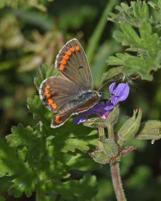 Kleine vuurvlinder
