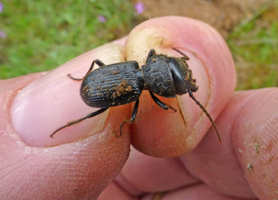 Dixus eremita