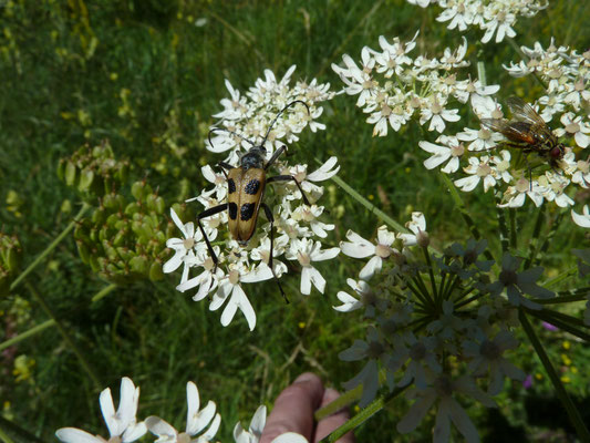 Pachyta quadrimaculata