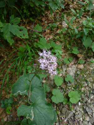 Valeriana tripteris