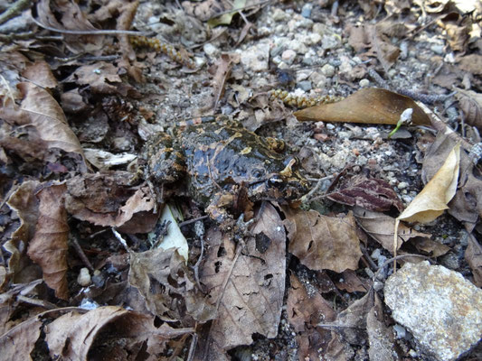 Bufo viridis balearicus - Groene pad