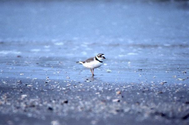 Piping Plover