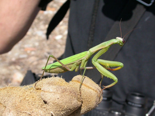 Mantis religiosa