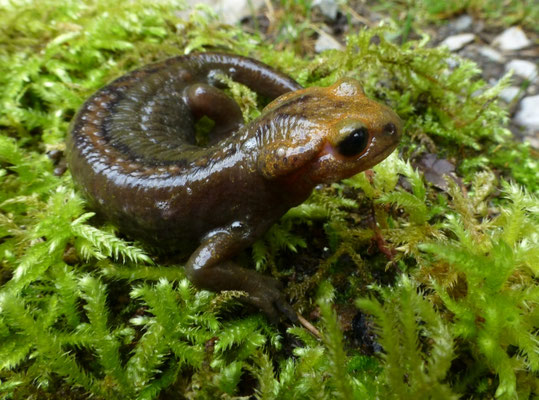 Salamandra salamandra alfredschmidti