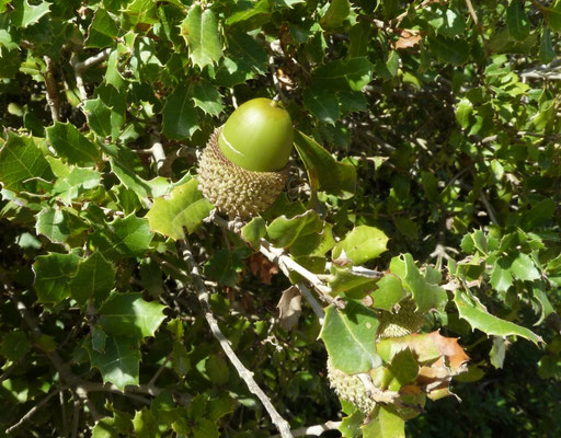 Quercus ilex