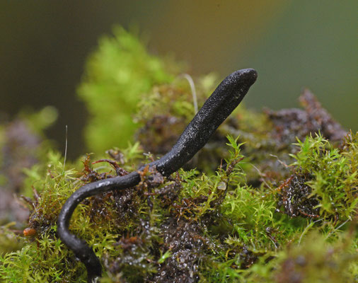 Geoglossum spec. A sensu Roobeek - Geoglossum spec. A sensu Roobeek