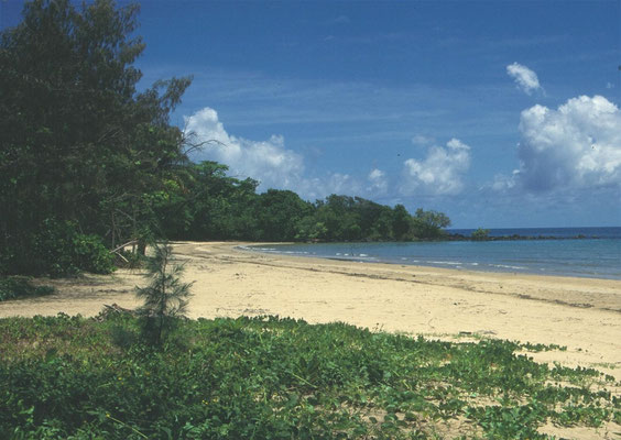 Mission Beach Rainforest Walk