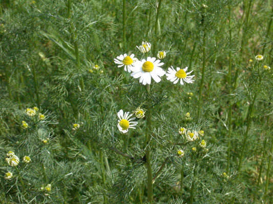 Matricaria recutita - Echte kamille
