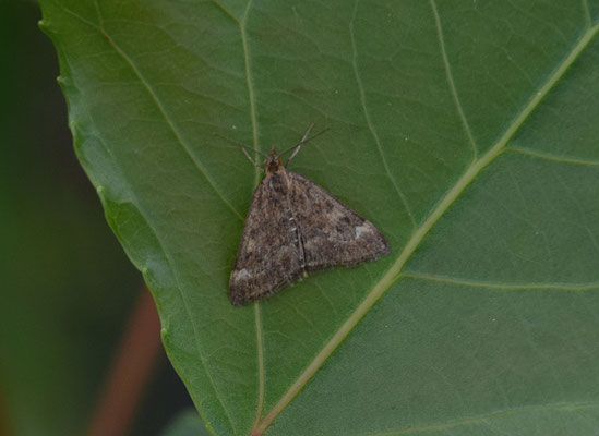 Pyrausta despicata - Weegbreemot