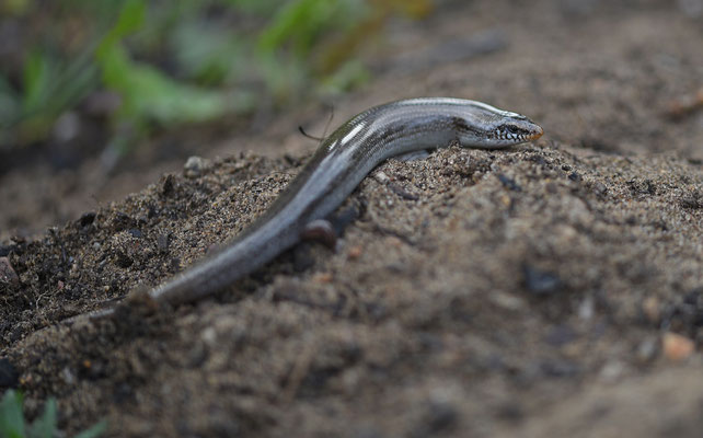 Iberische skink