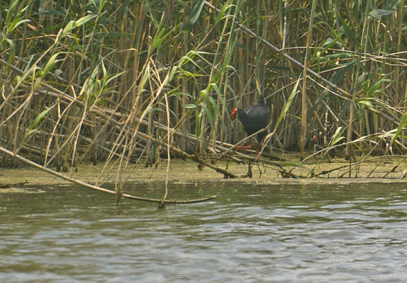 Purperkoet