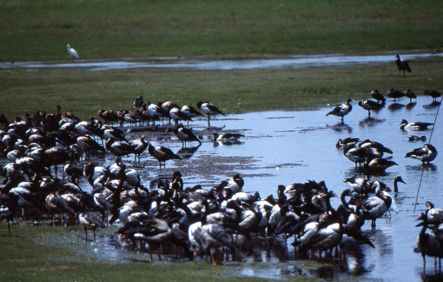Magpie Goose en Intermediate Egret