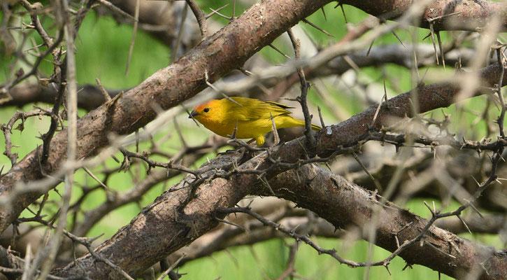 Saffron Finch