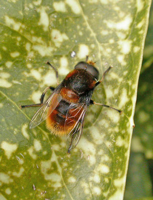 Merodon equestris - Grote narcisvlieg