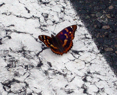 kleine weerschijnvlinder (Apatura ilia)
