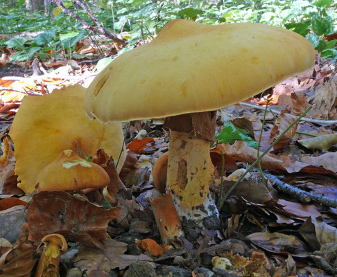 Phaeolepiota aurea - Goudhoed