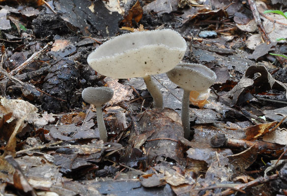 Helvella macropus - Schotelkluifzwam