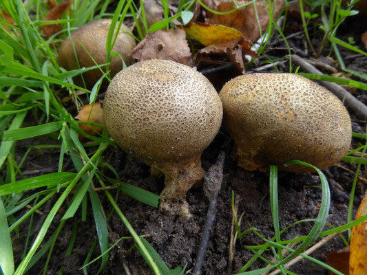 Scleroderma areolatum - Kleine aardappelbovist