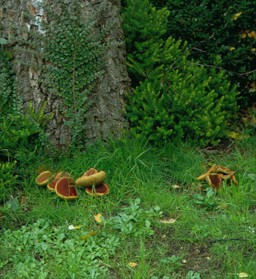Xerocomellus rubellus - Rode boleet