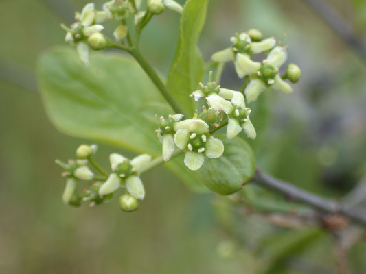 Euonymus europaeus - Wilde kardinaalsmuts