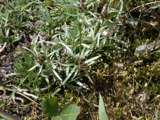 Omalotheca supina
