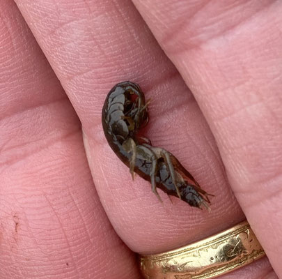 Gammarus spec.