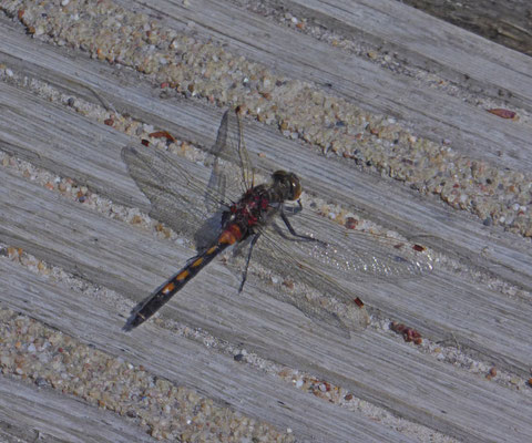 Noordse witsnuitlibel (Leucorrhinia rubicunda)
