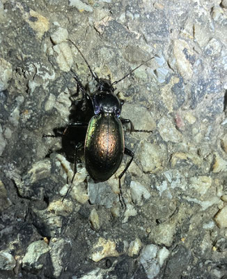 Carabus nemoralis