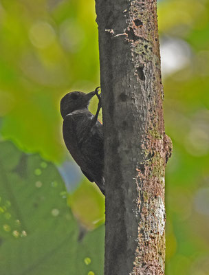 Blood-colored Woodpecker