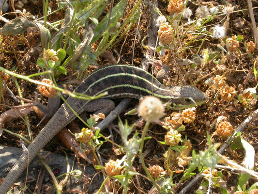 reuzensmaragdhagedis (Lacerta trilineata)