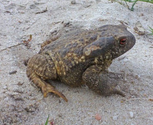 Bufo spinosus - Iberische pad/Westelijke Gewone Pad