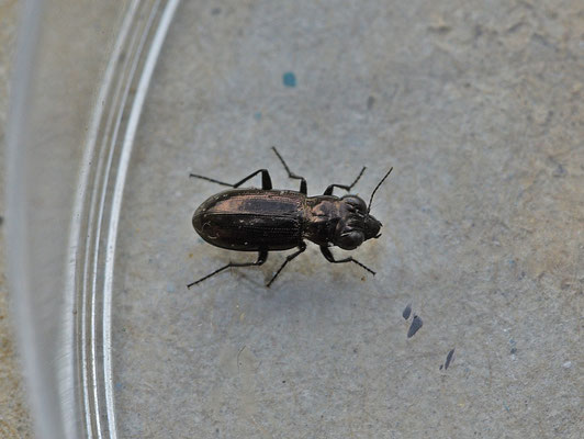 Notiophilus aquaticus - Donkere spiegelloopkever
