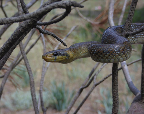 Esculaapslang (Zamenis longissimus)