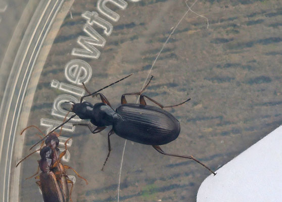 Agonum thoreyi - Rietsnelloper