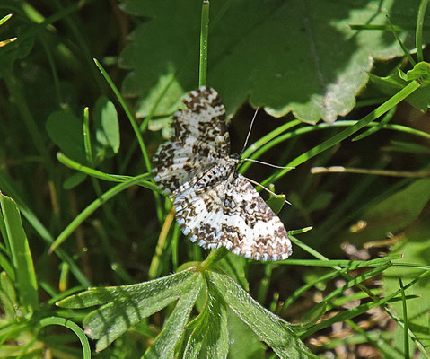 Epirrhoe tristata - Bonte bandspanner