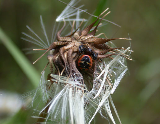 Synaema globosus