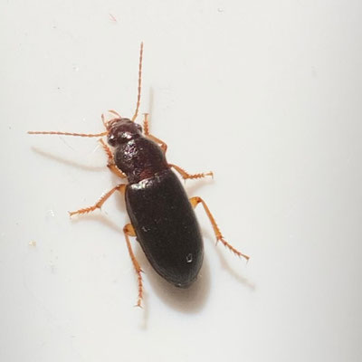 Ophonus puncticeps - Slanke halmklimmer